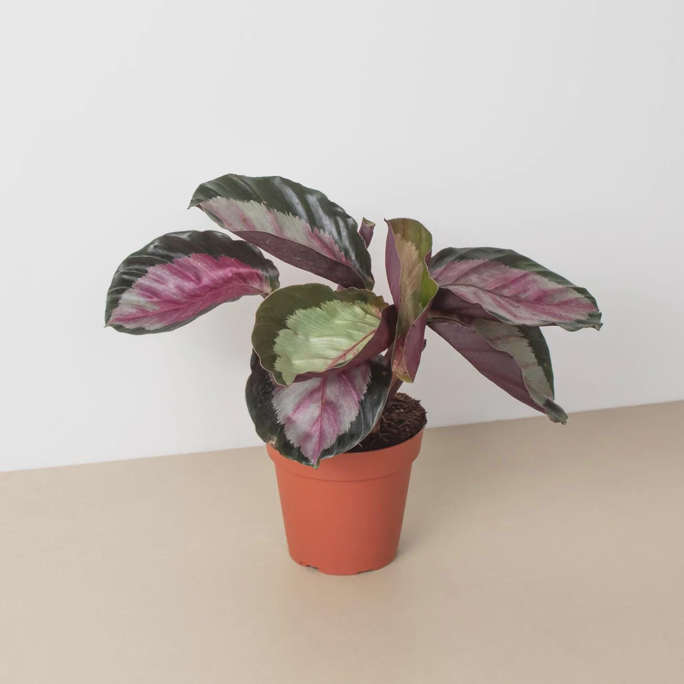 Calathea roseopicta 'Silvia' 4" Pot Austin Jungle Co.