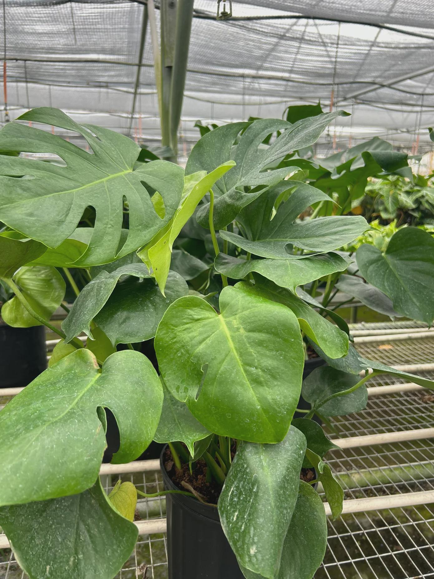 Monstera Deliciosa Split-Leaf Indoor Plants 10" Pot / Nursery Pot Austin Jungle Co.