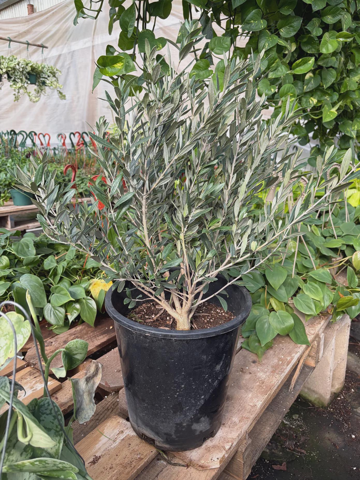 Common Olive Tree (Olea europaea) Indoor Plants 6" Pot Austin Jungle Co.