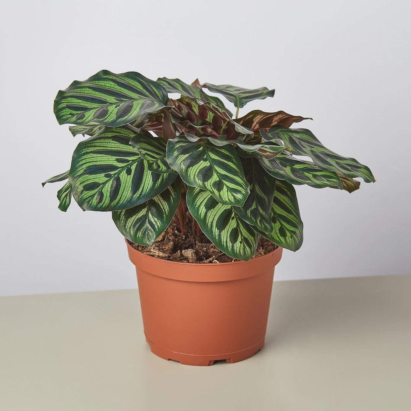 Calathea 'Makoyana' 4" Plant 2" Pot Austin Jungle Co.