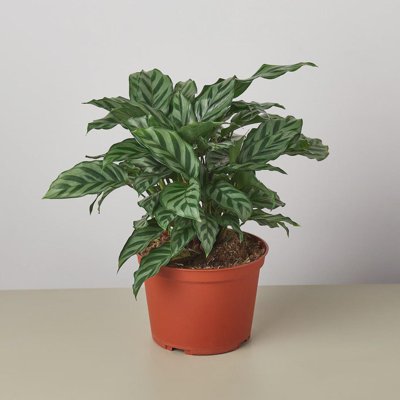 Calathea Concinna 'Freddie' Indoor Plants 4" Pot Austin Jungle Co.
