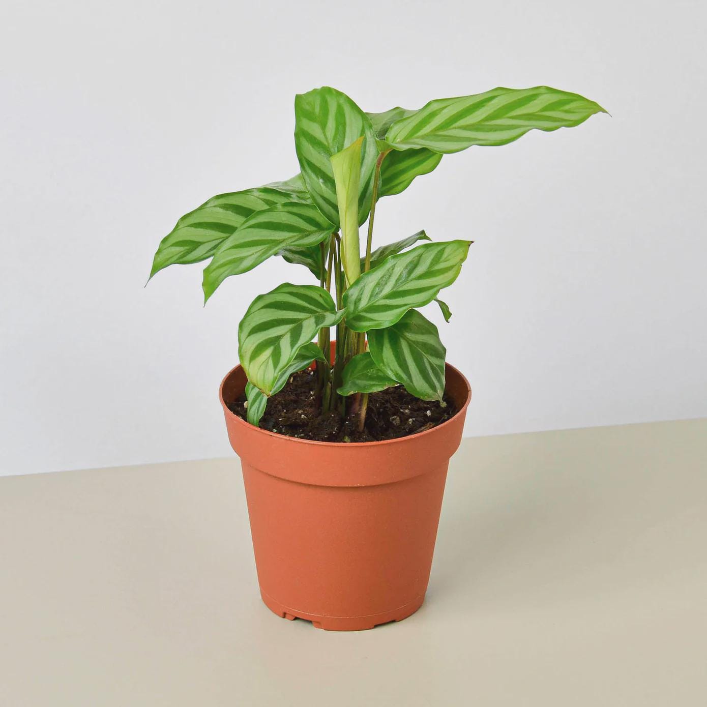 Calathea Concinna 'Freddie' Indoor Plants 4" Pot Austin Jungle Co.