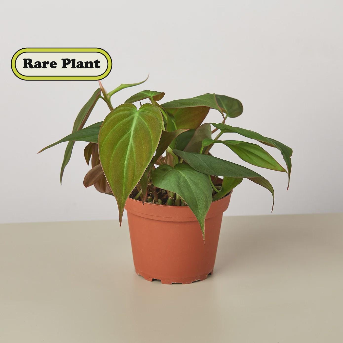 Philodendron 'Velvet' Indoor Plants 4" Pot / Nursery Pot Austin Jungle Co.