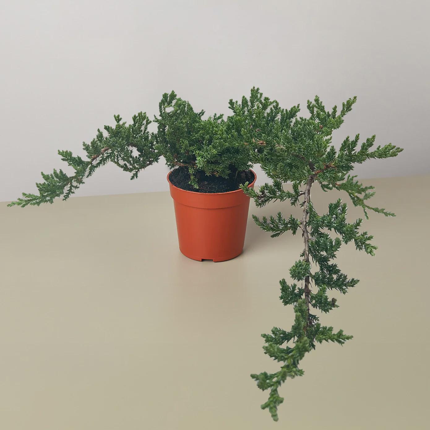 Bonsai Juniper 4" Pot Austin Jungle Co.
