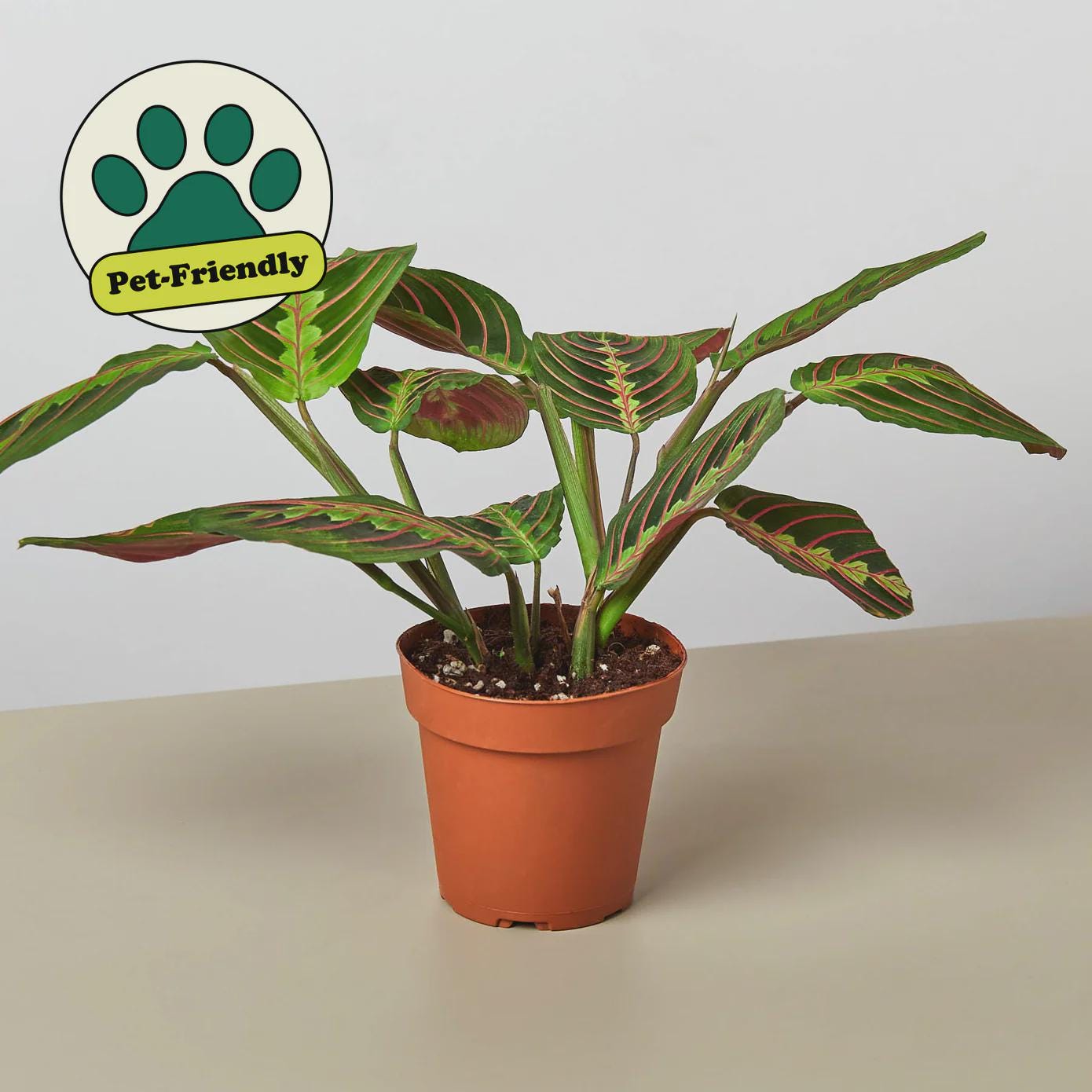 Maranta Red Prayer Plant