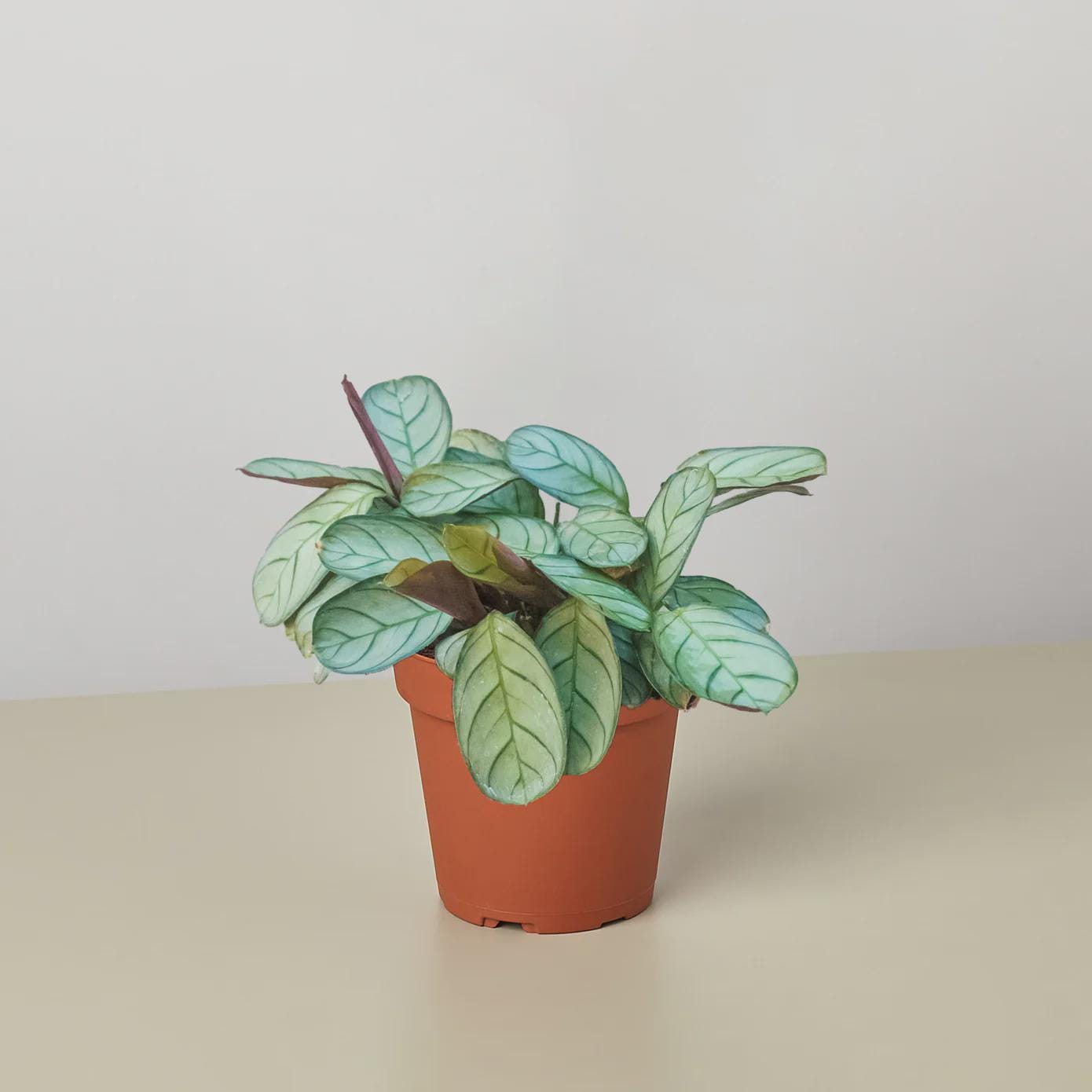 Ctenanthe burle-marxii 'Amagris' Indoor Plants 4" Pot Austin Jungle Co.