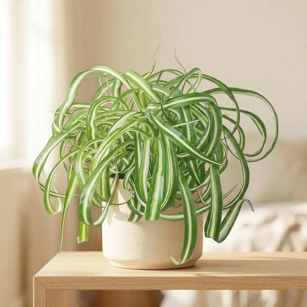 Spider Plant 'Bonnie' Indoor Plants 3" Pot / Nursery Pot Austin Jungle Co.