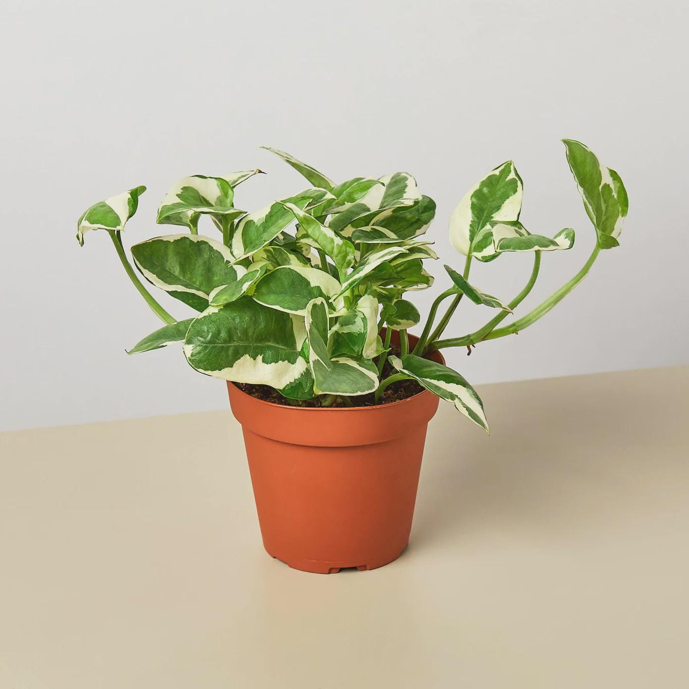 Pothos 'N'joy' Indoor Plants 4" Pot / Nursery Pot Austin Jungle Co.