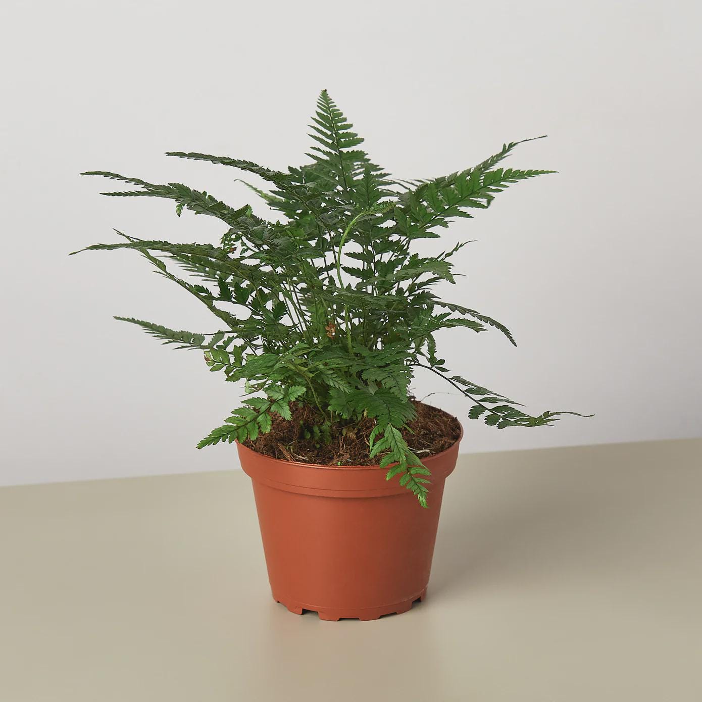 'Korean Rock' Fern Indoor Plants 4" Pot Austin Jungle Co.