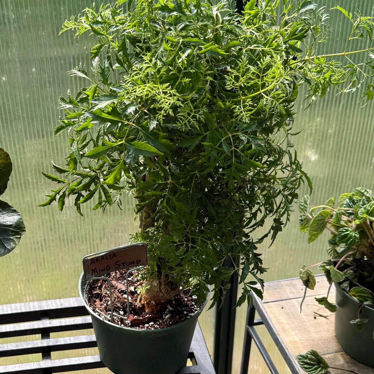 Aralia Ming Stump Plant Default 4" Pot Austin Jungle Co.