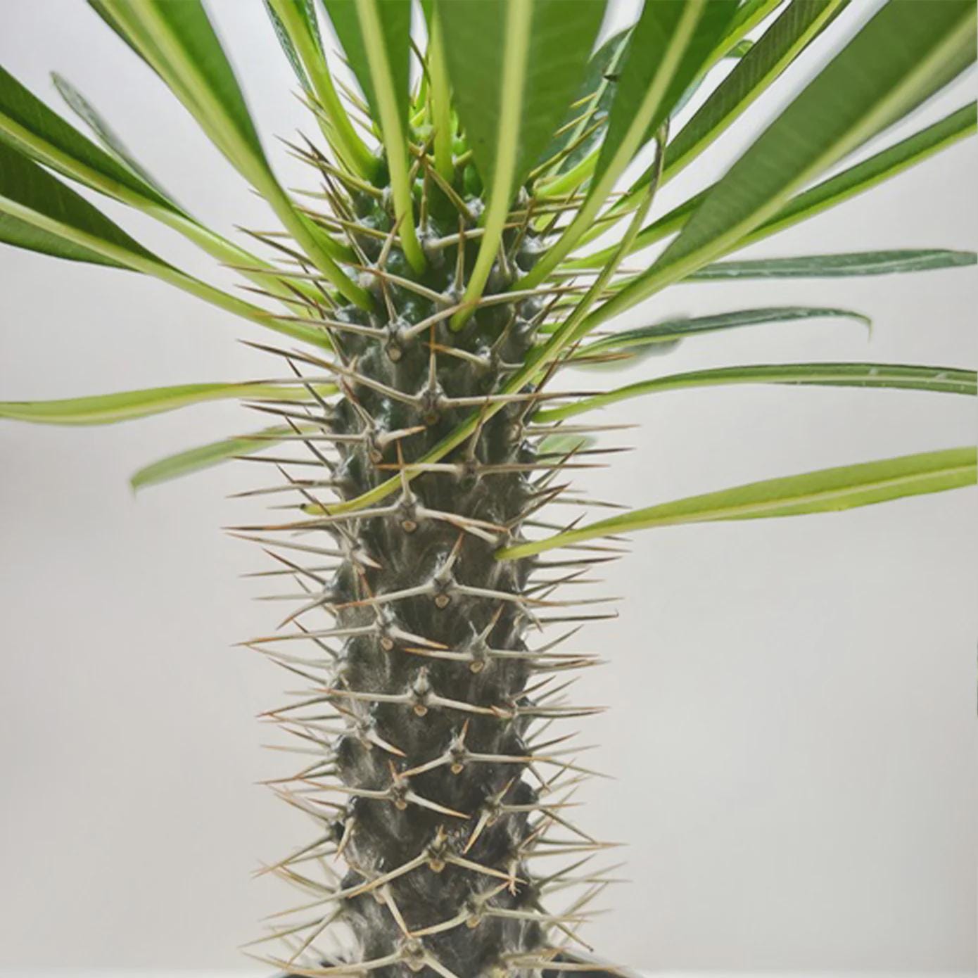 Pachypodium 'lamerei' (Madagascar Palm) Indoor Plants 4" Pot Austin Jungle Co.