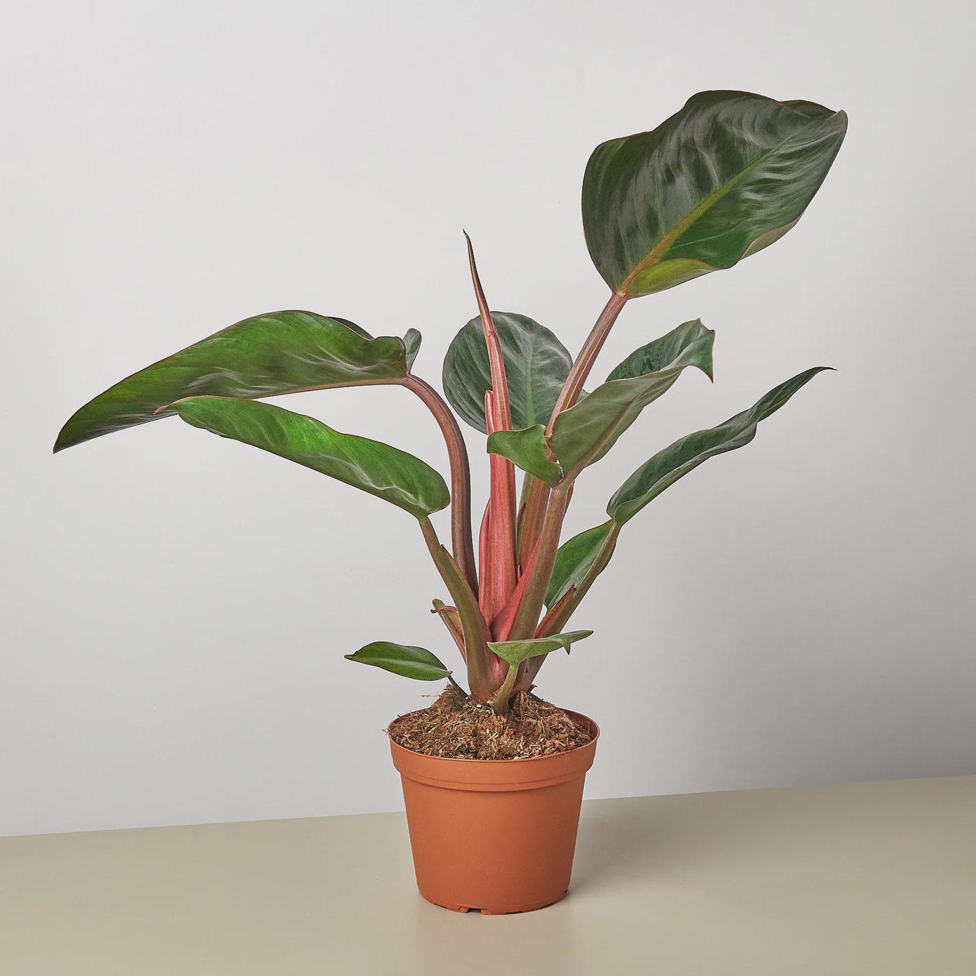 Philodendron 'Congo Rojo' 6" Plant 4" Pot Austin Jungle Co.
