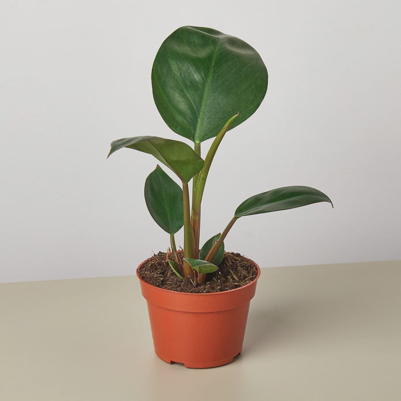 Philodendron 'Congo Rojo' 6" Plant 4" Pot Austin Jungle Co.