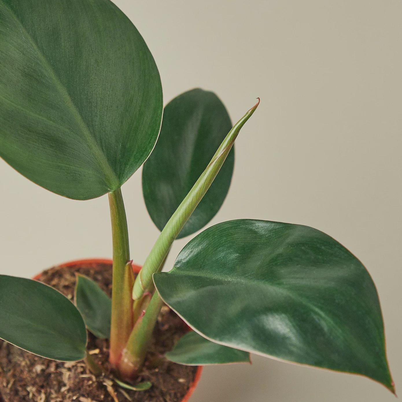 Philodendron 'Congo Rojo' 6" Plant 4" Pot Austin Jungle Co.