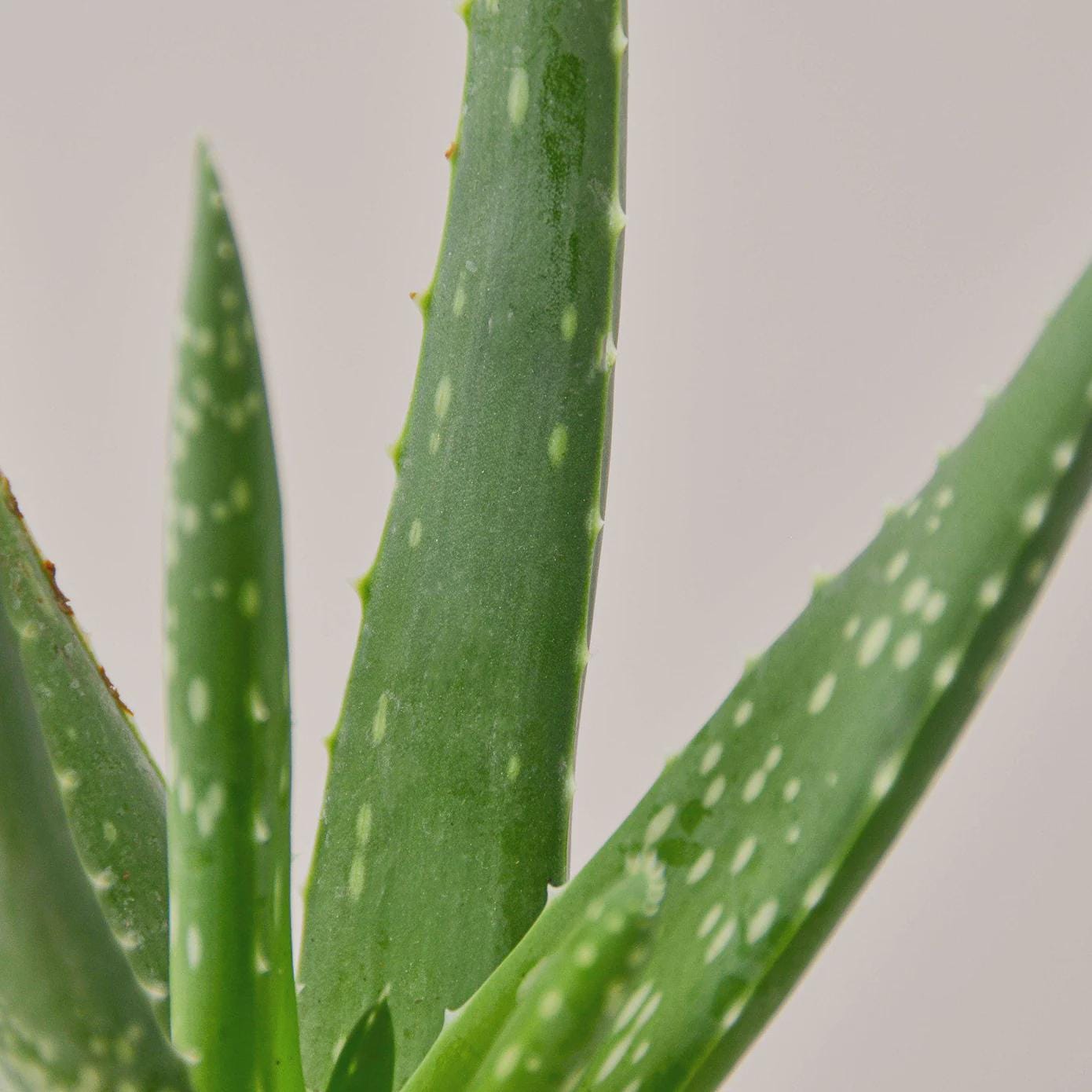 Aloe Vera Aloe 3" Pot / Nursery Pot Austin Jungle Co.