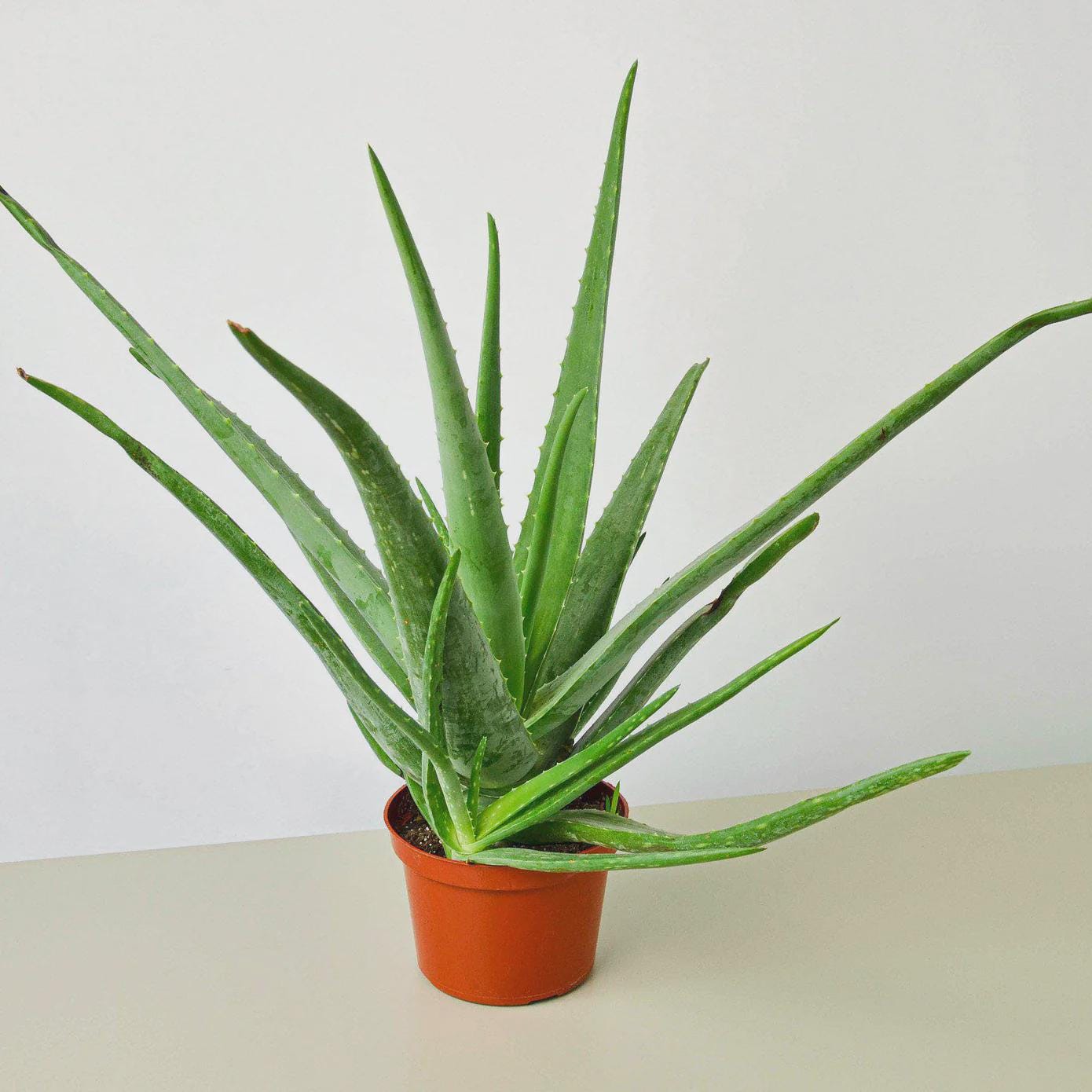 Aloe Vera Aloe 3" Pot / Nursery Pot Austin Jungle Co.