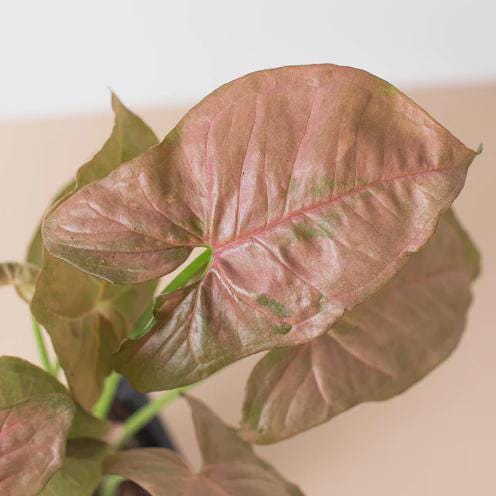 Syngonium Strawberry Indoor Plants 3" Pot Austin Jungle Co.