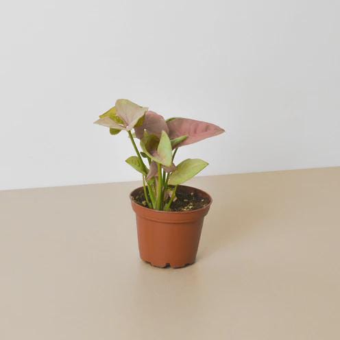 Syngonium Strawberry Indoor Plants 3" Pot Austin Jungle Co.