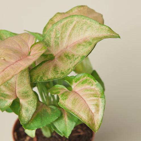 Syngonium Strawberry Indoor Plants 3" Pot Austin Jungle Co.