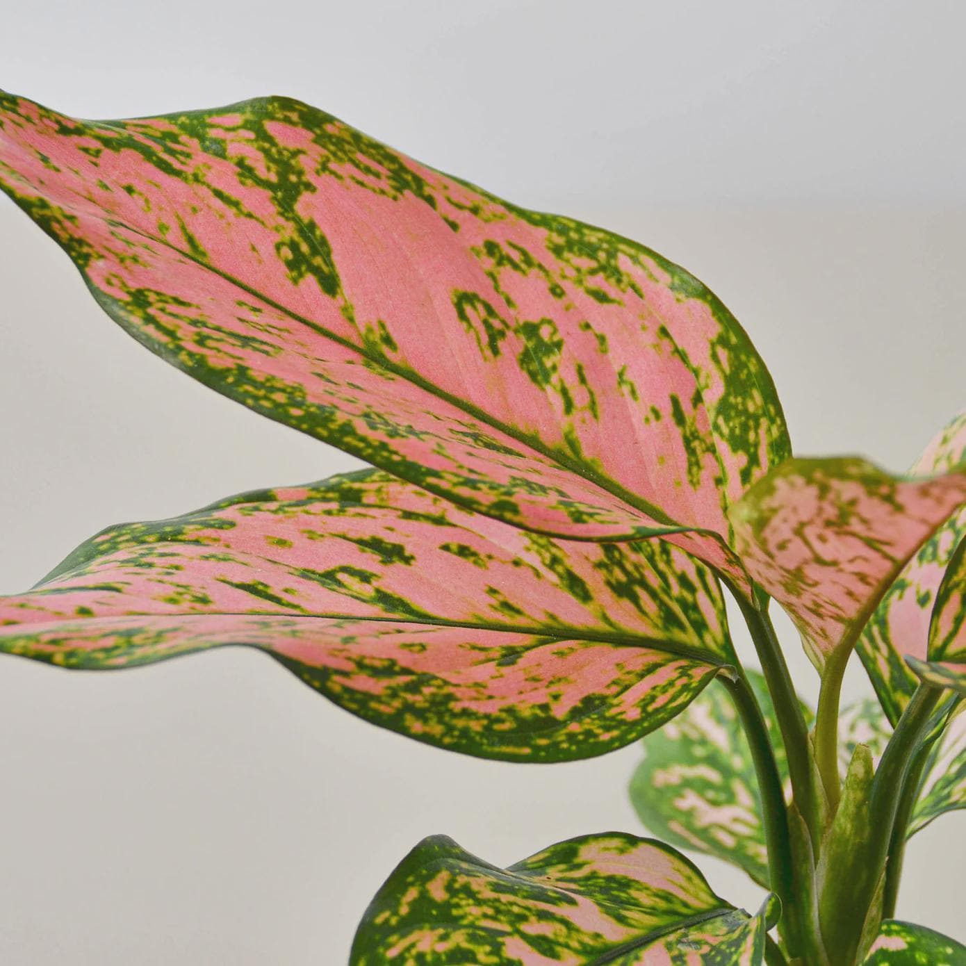 Chinese Evergreen 'Lady Valentine' Indoor Plants 2" Pot Austin Jungle Co.