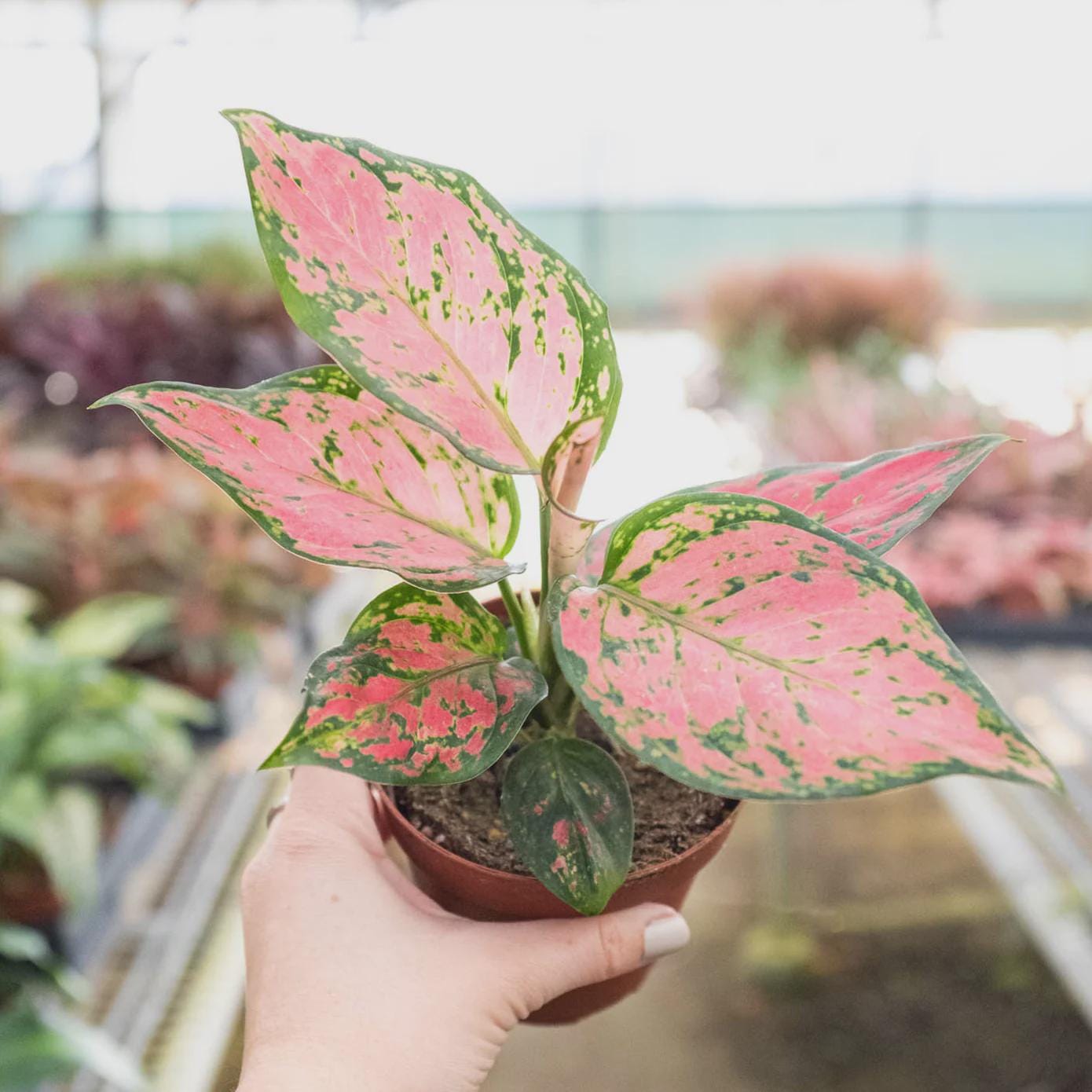 Chinese Evergreen 'Lady Valentine' Indoor Plants 2" Pot Austin Jungle Co.