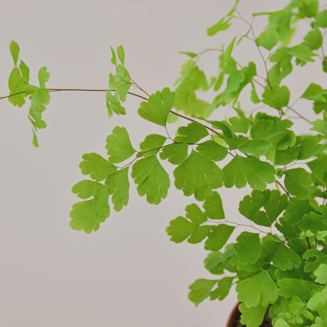 Maidenhair Fern Indoor Plants 4" Pot / Nursery Pot Austin Jungle Co.