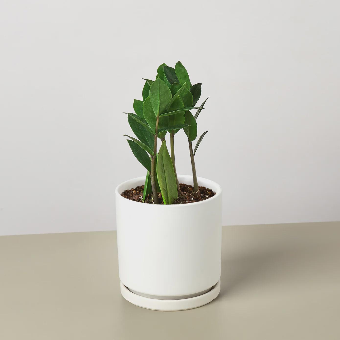 Zamioculcas Zamiifolia ZZ Indoor Plants 3" Pot / Nursery Pot Austin Jungle Co.