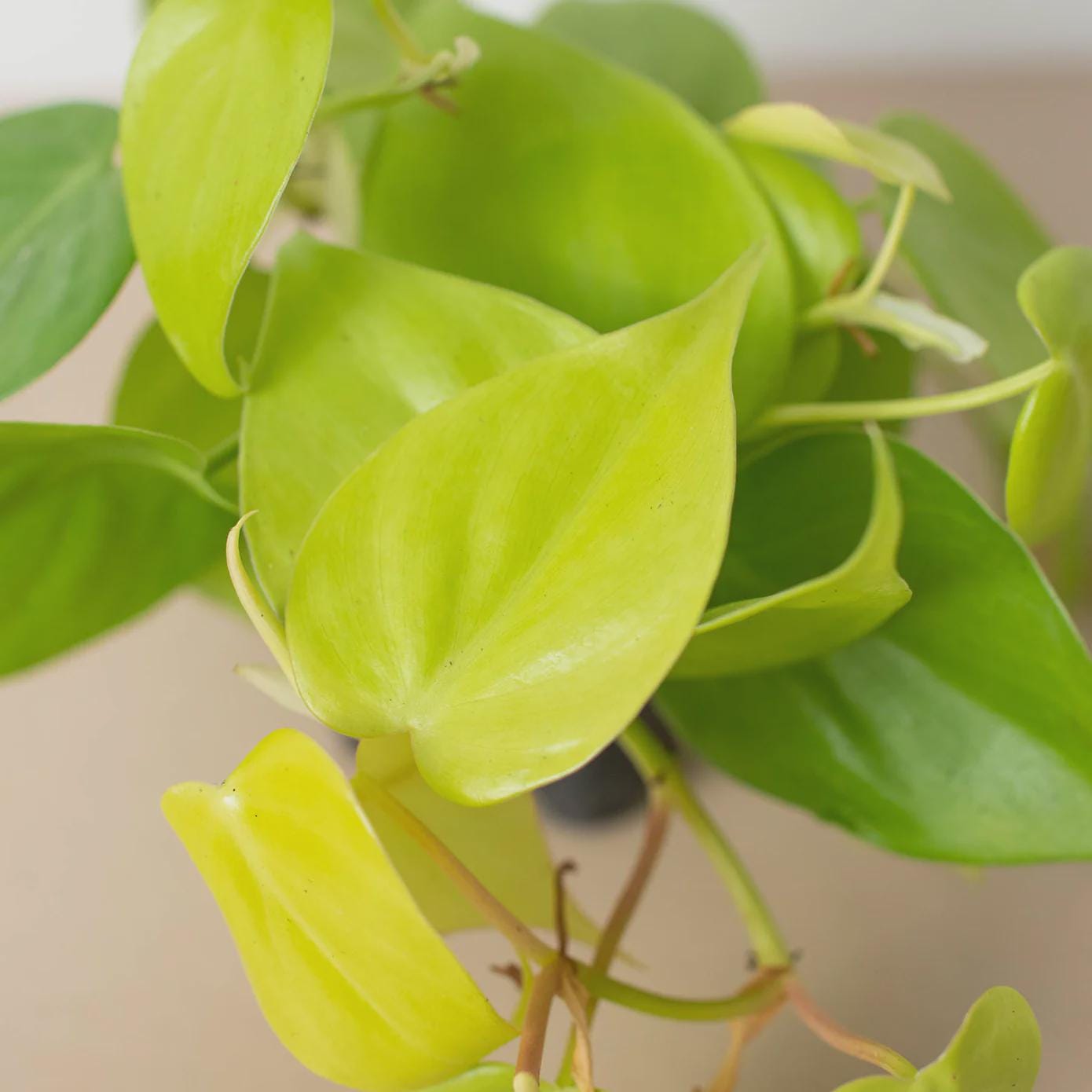 Philodendron 'Neon' 4" Plant 3" Pot Austin Jungle Co.