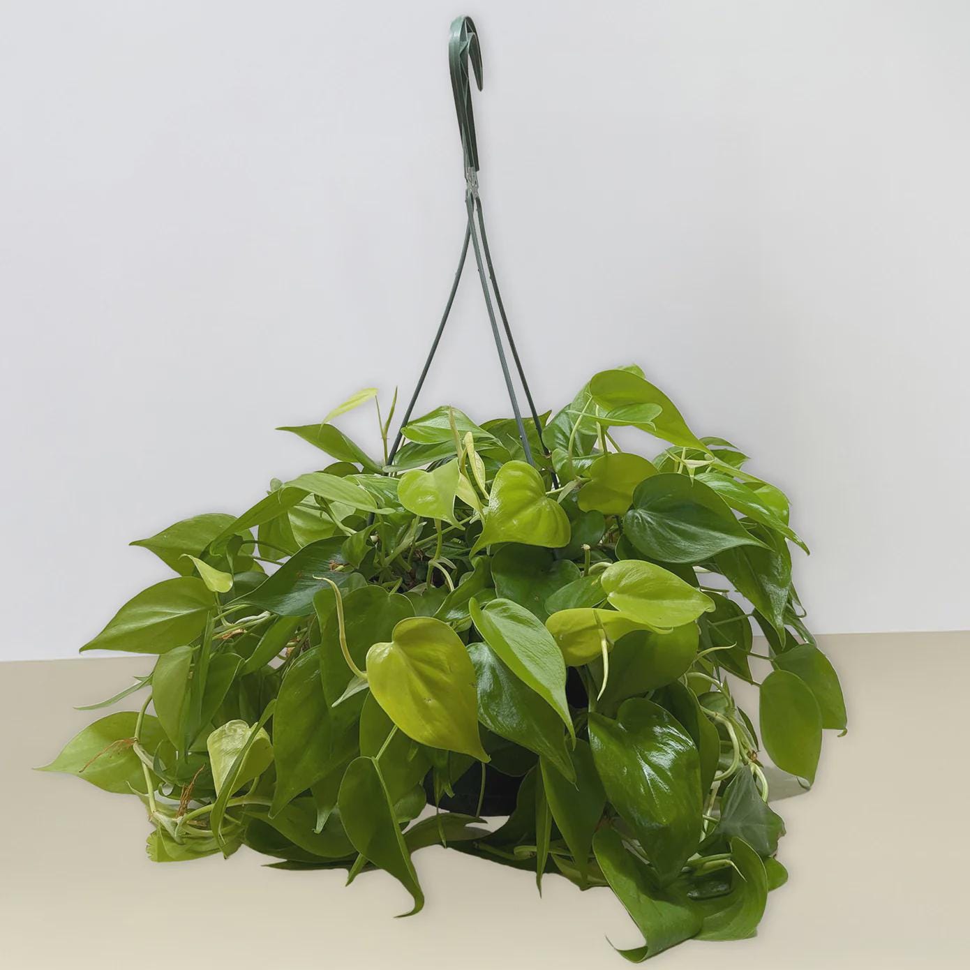 Philodendron 'Neon' 4" Plant 8" Pot Austin Jungle Co.