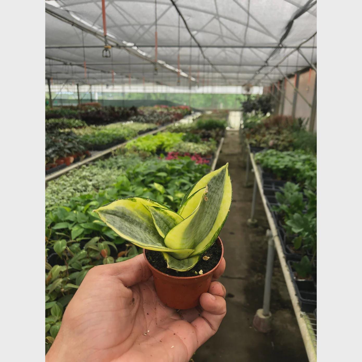 Snake Plant Gold Hahnii Indoor Plants 3" Pot Austin Jungle Co.
