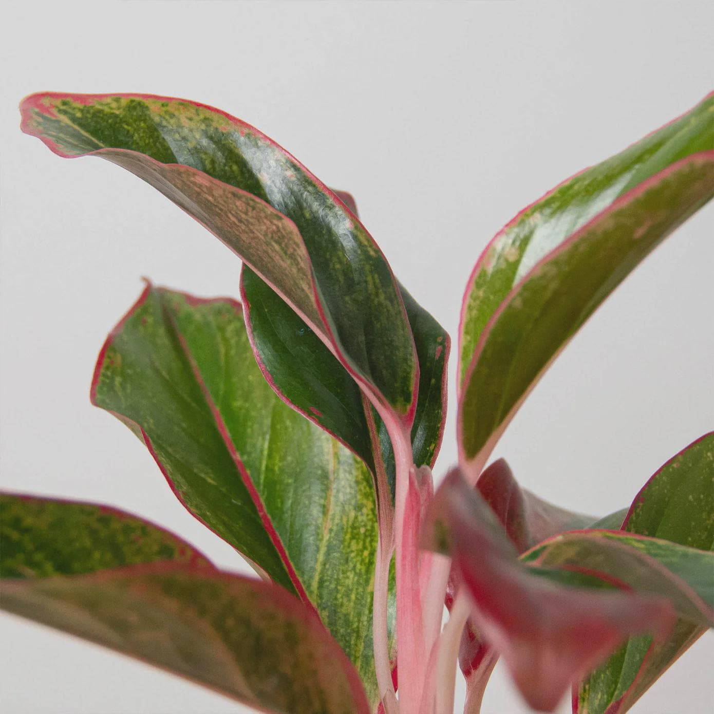 Chinese Evergreen 'Red Siam' Indoor Plants 4" Pot Austin Jungle Co.
