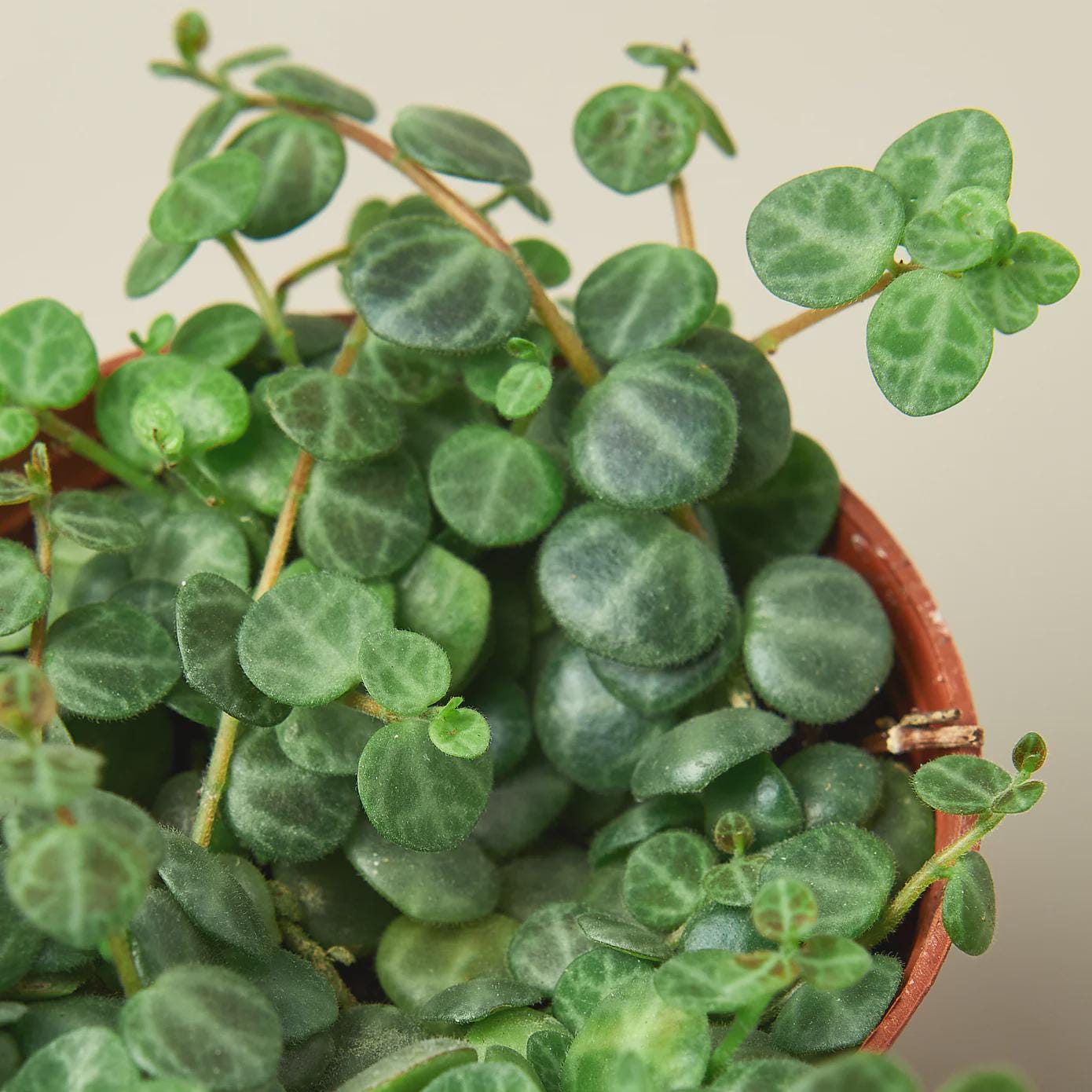Peperomia Prostrata 'String of Turtles' 3" Pot Austin Jungle Co.