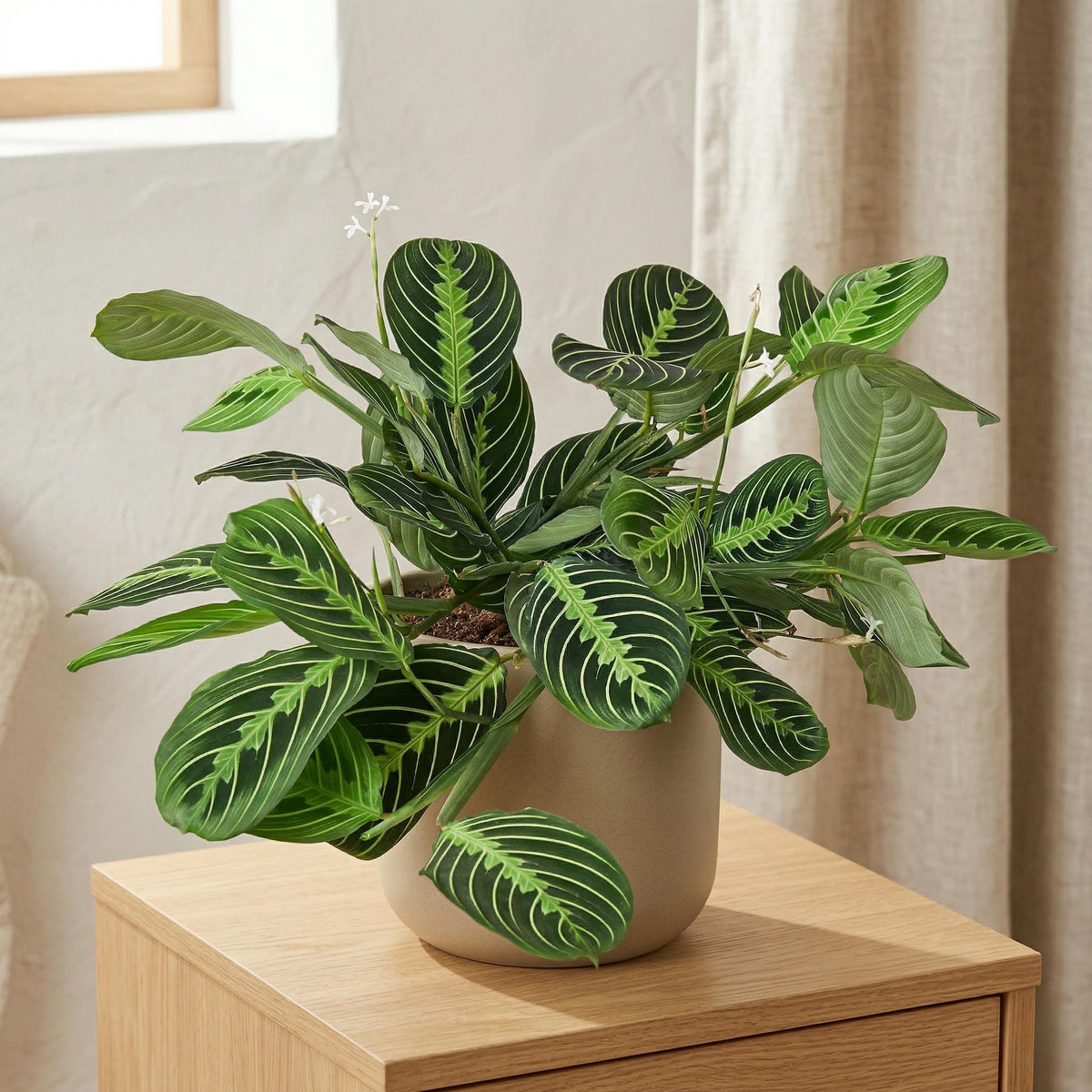 Maranta 'Lemon Lime' Default 4" Pot Austin Jungle Co.