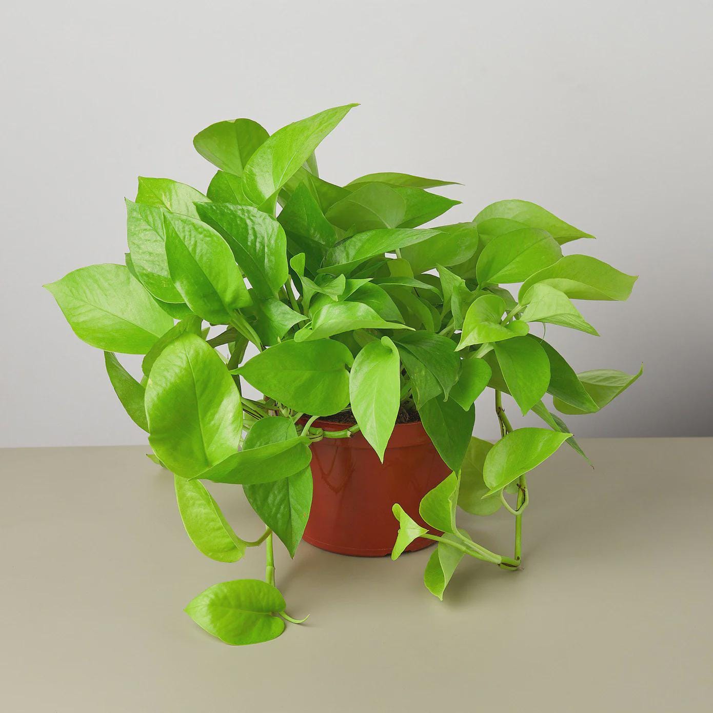Pothos 'Neon' Indoor Plants 6" Pot / Nursery Austin Jungle Co.