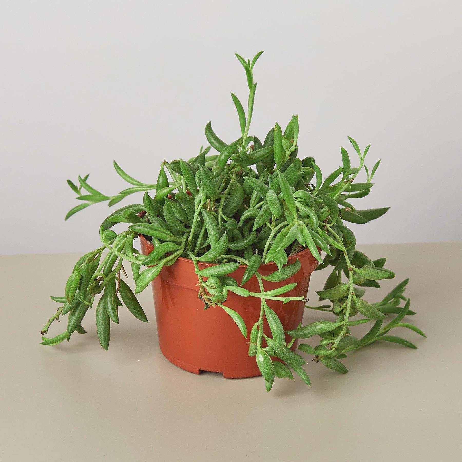 Succulent 'String of Bananas' Succulent 4" Pot Austin Jungle Co.