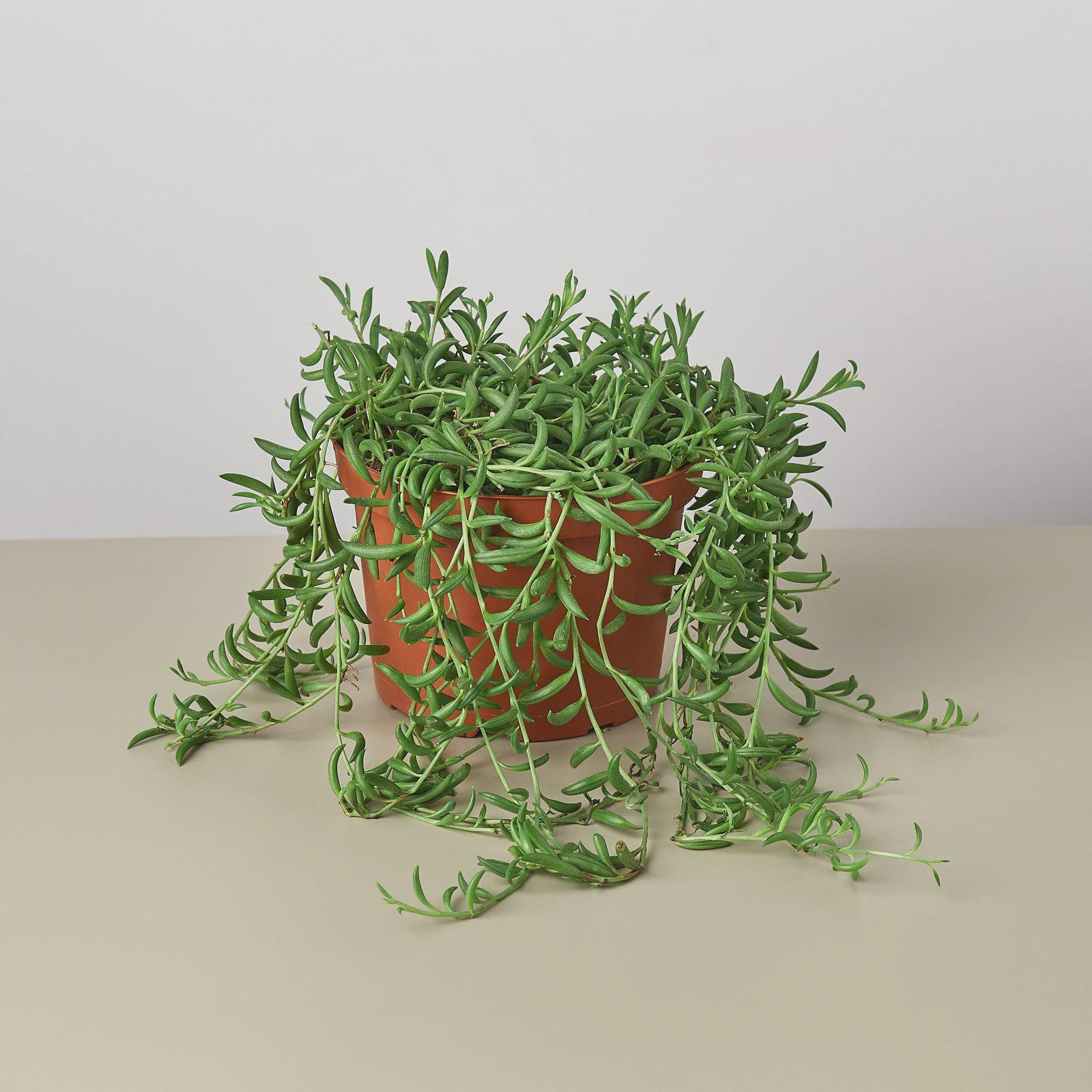 Succulent 'String of Bananas' Succulent 4" Pot Austin Jungle Co.