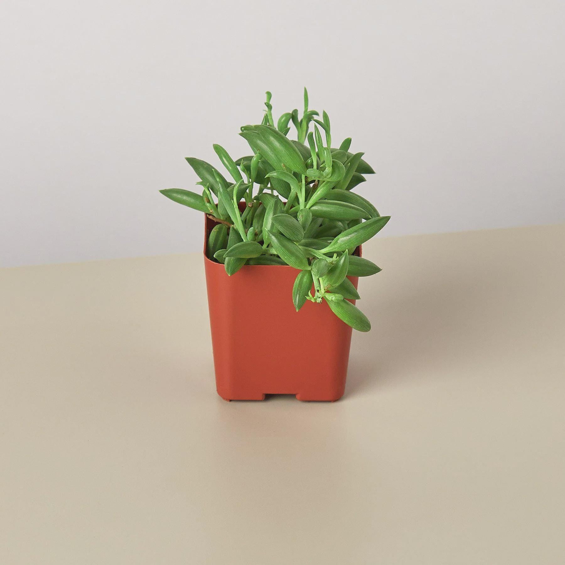 Succulent 'String of Bananas' Succulent 4" Pot Austin Jungle Co.