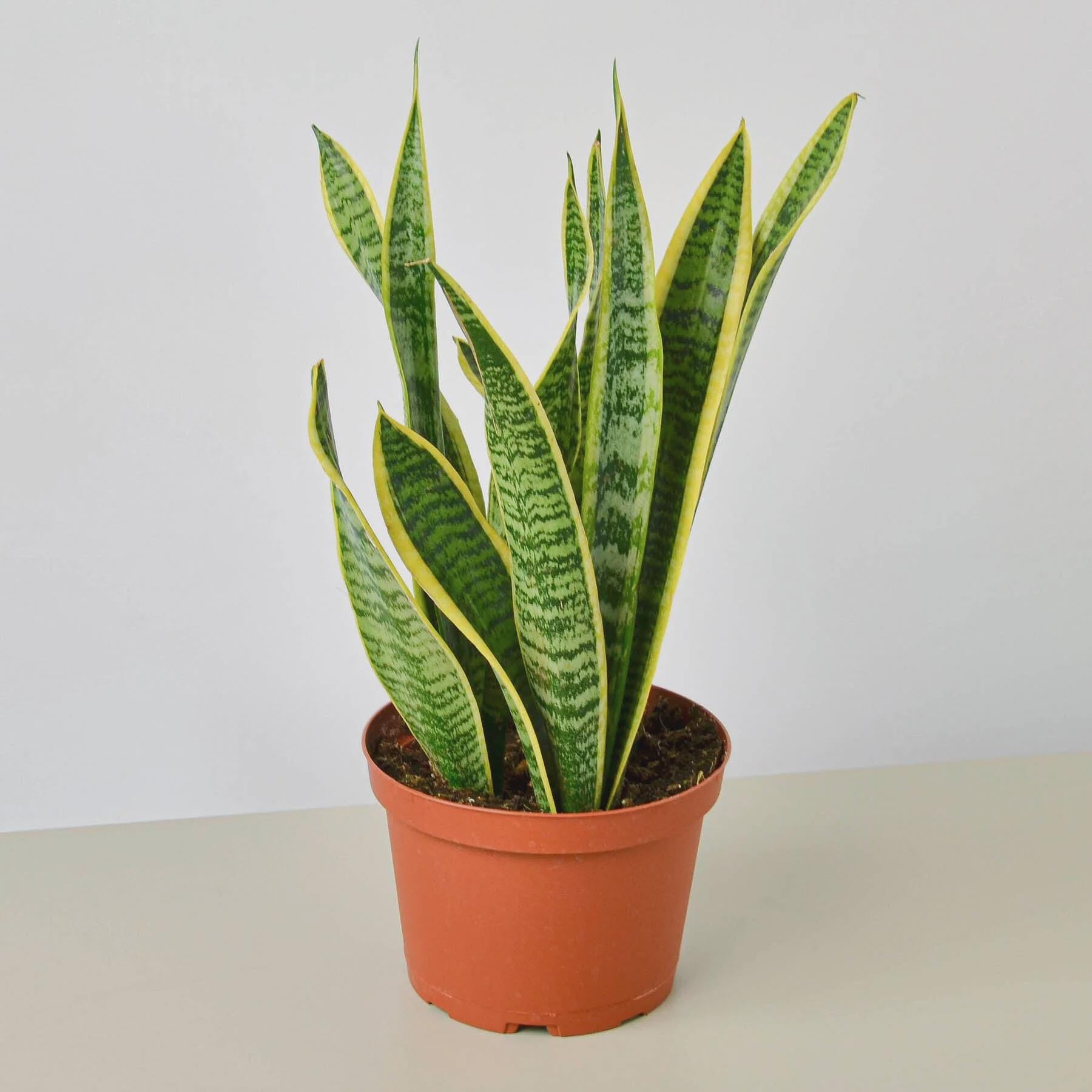 Snake Plant Laurentii 4" Plant 3" Pot / Nursery Pot Austin Jungle Co.