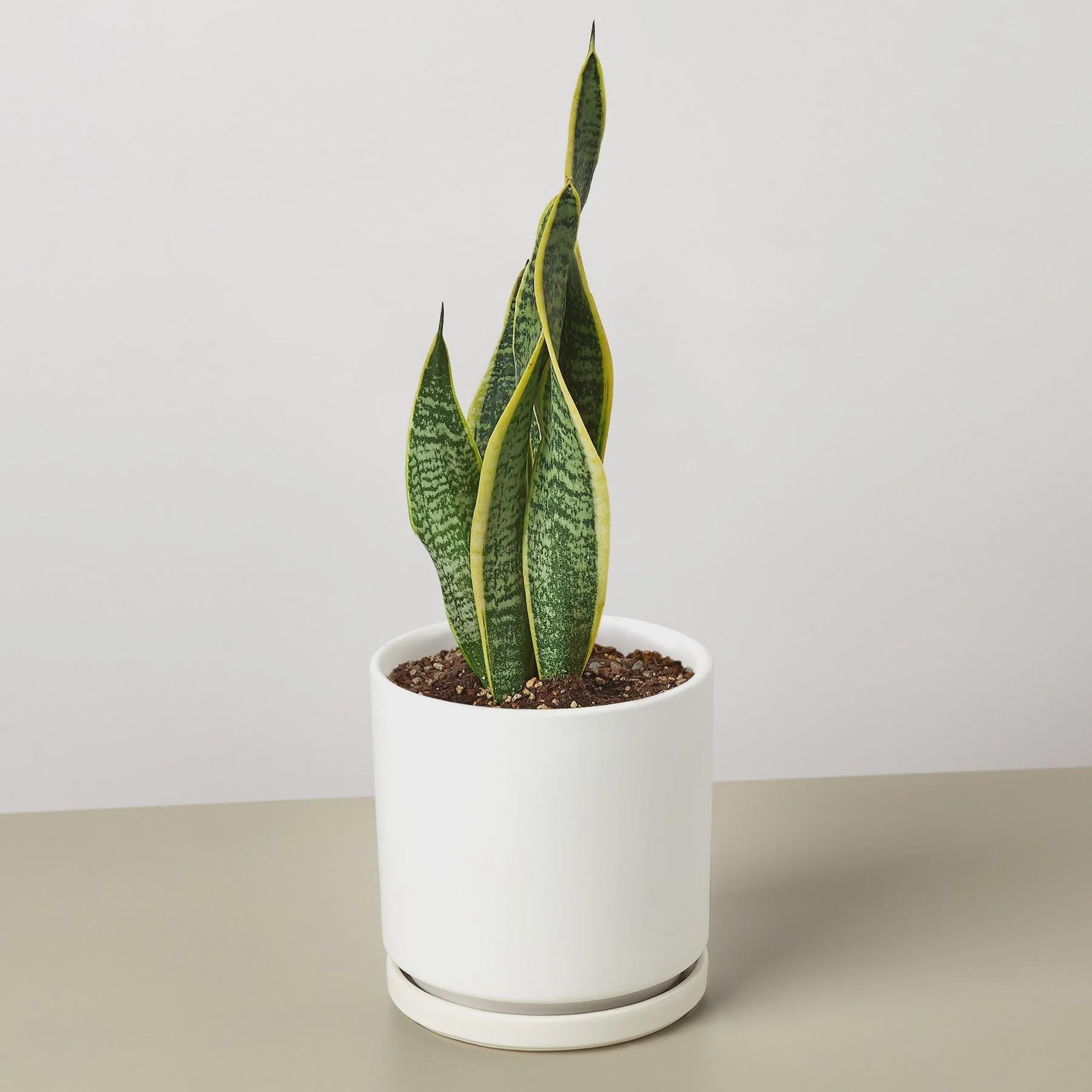Snake Plant Laurentii 4" Plant 3" Pot / Nursery Pot Austin Jungle Co.