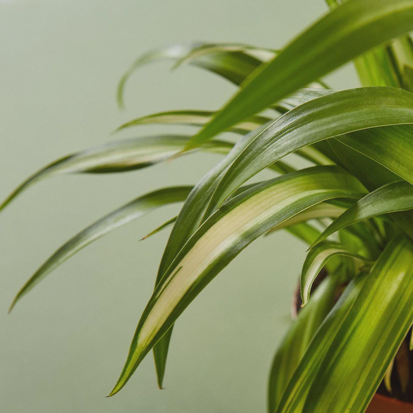 Spider Plant Hawaiian 4" Plant 4" Pot Austin Jungle Co.