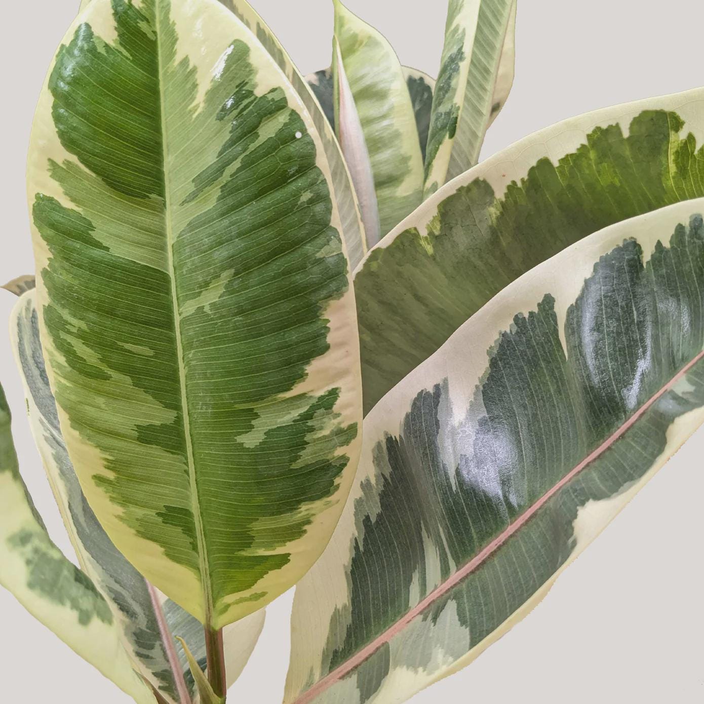 Ficus Elastica 'Tineke' Indoor Plants 3" Pot Austin Jungle Co.
