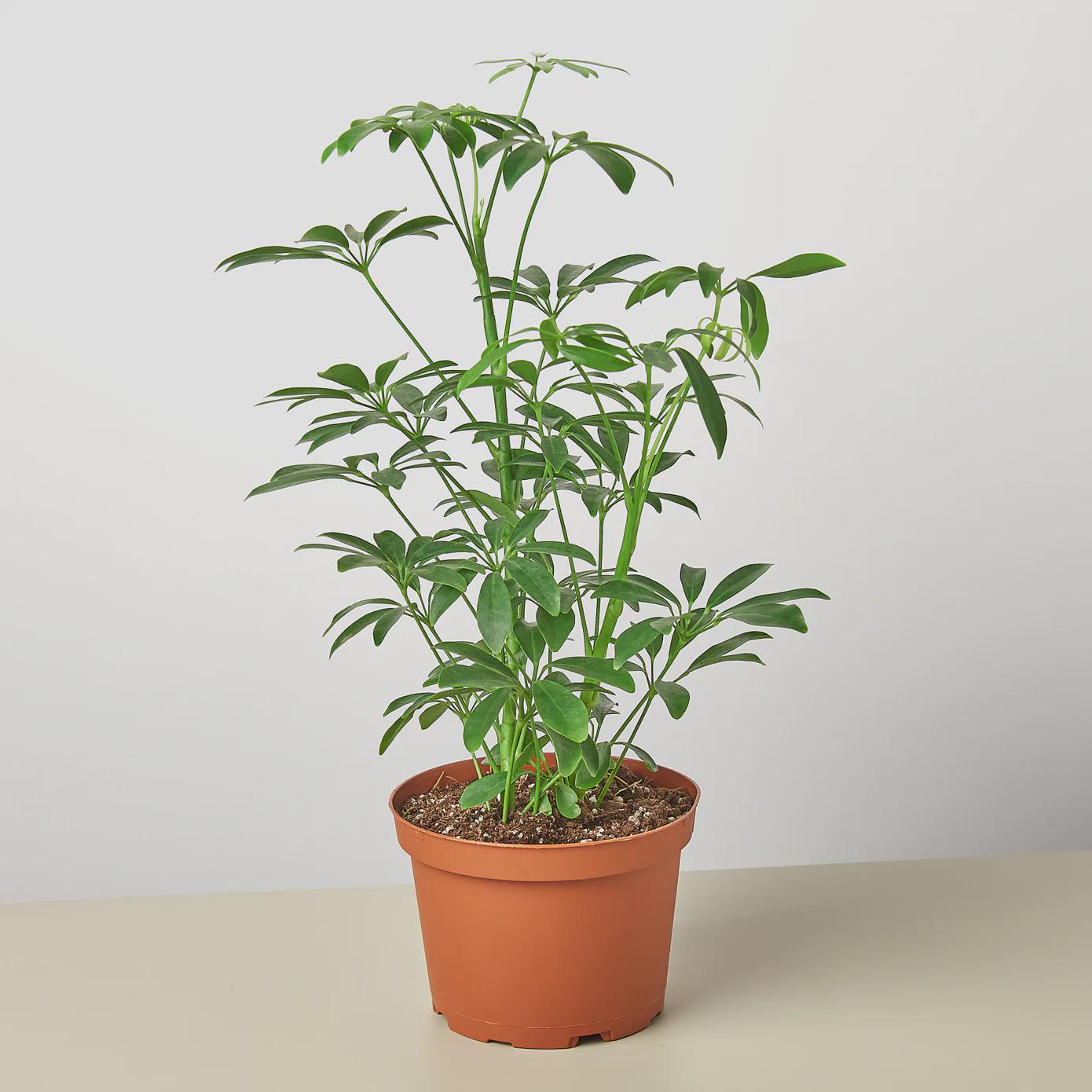 Schefflera Arboricola 'Umbrella' Indoor Plants 3" Pot / Nursery Pot Austin Jungle Co.