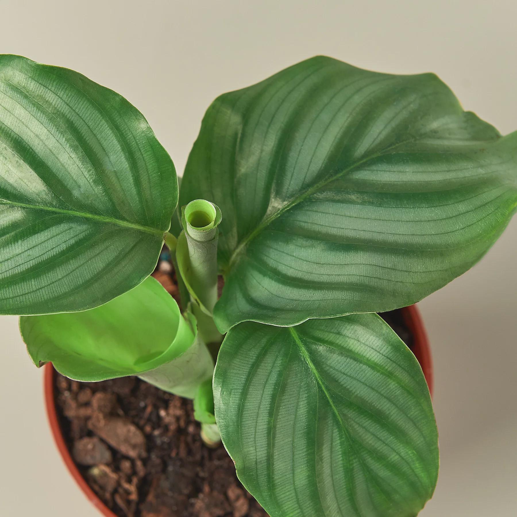 Calathea 'Orbifolia' Indoor Plants 4" Pot Austin Jungle Co.