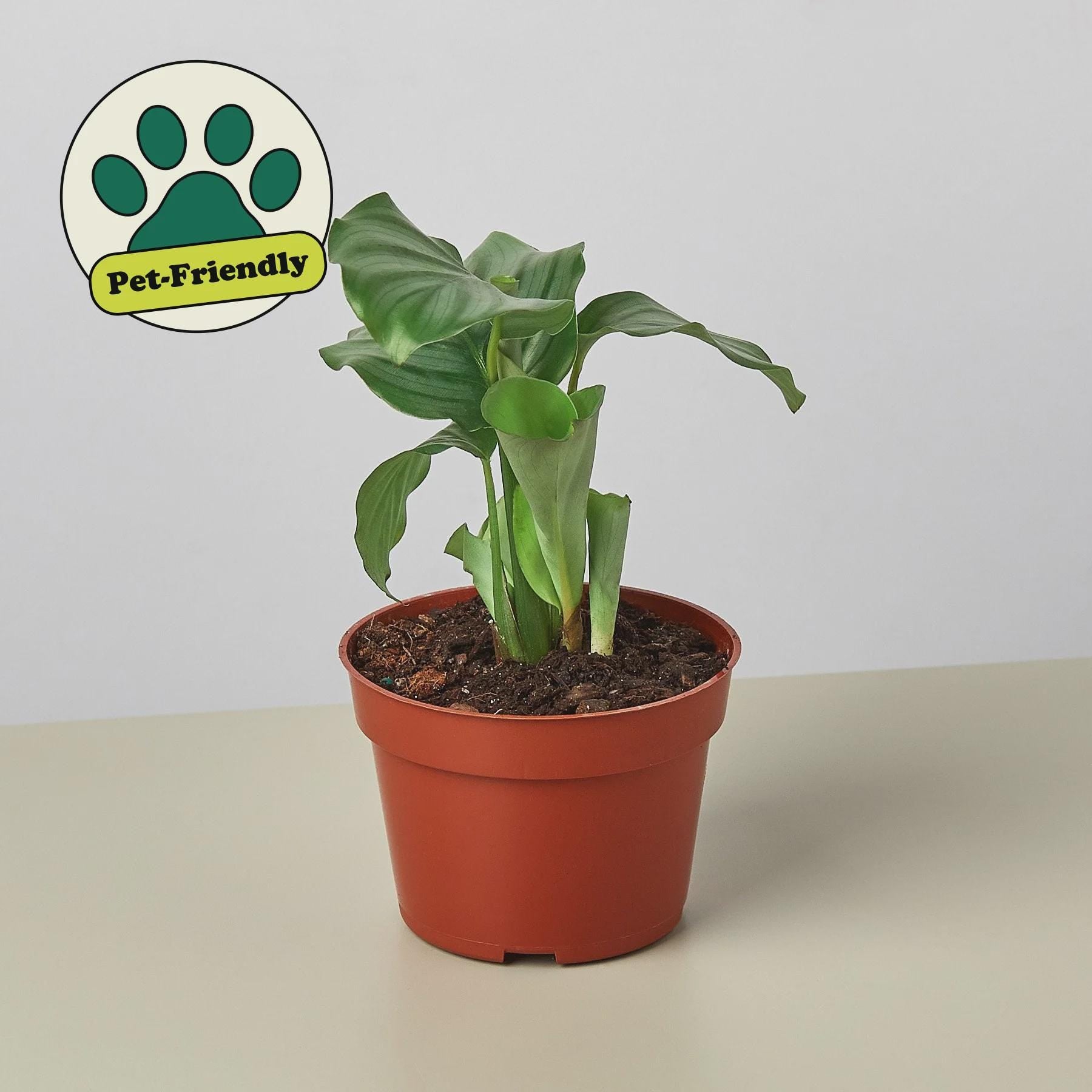 Calathea 'Orbifolia' Indoor Plants 4" Pot Austin Jungle Co.