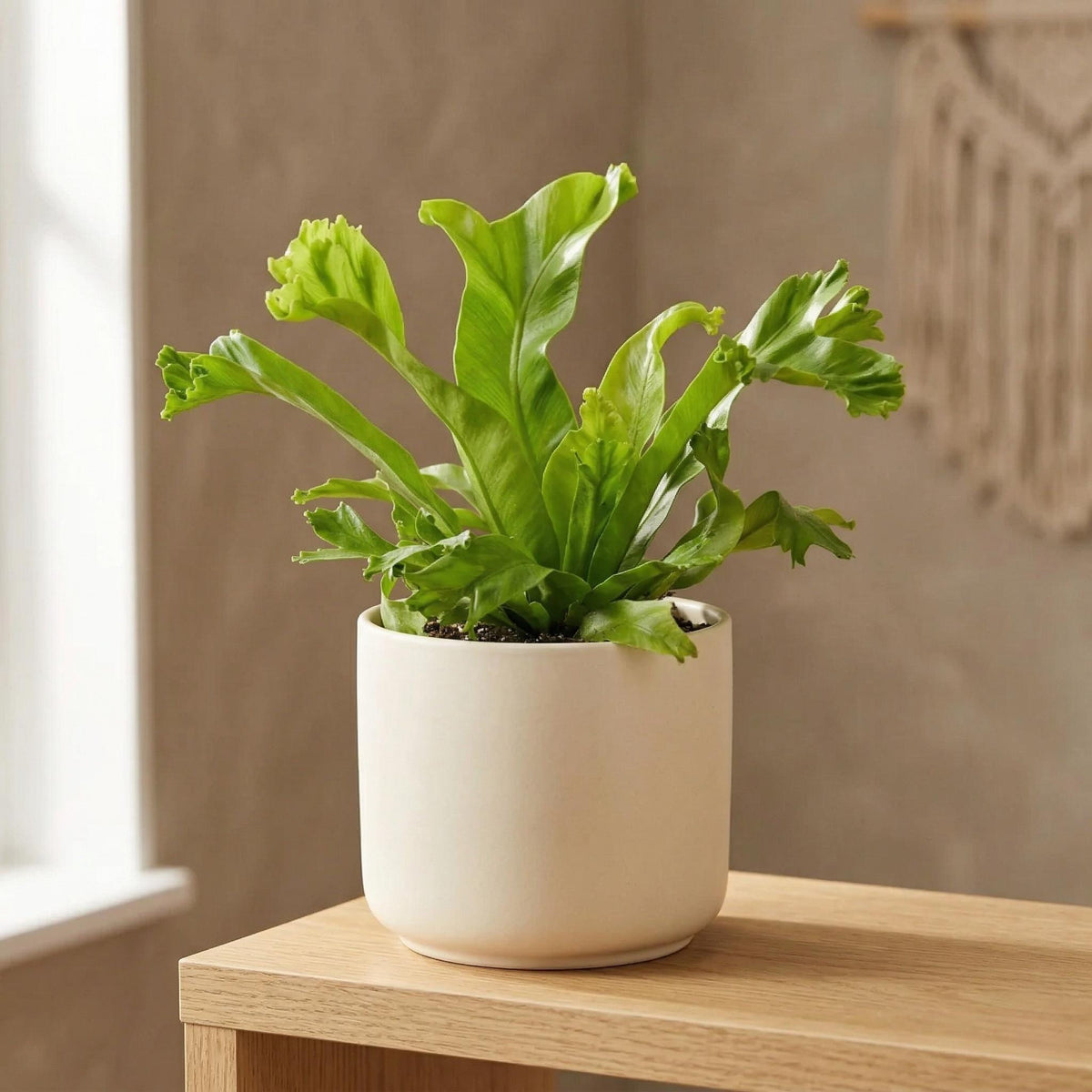Bird's Nest 'Leslie' Fern Indoor Plants 4" Pot Austin Jungle Co.