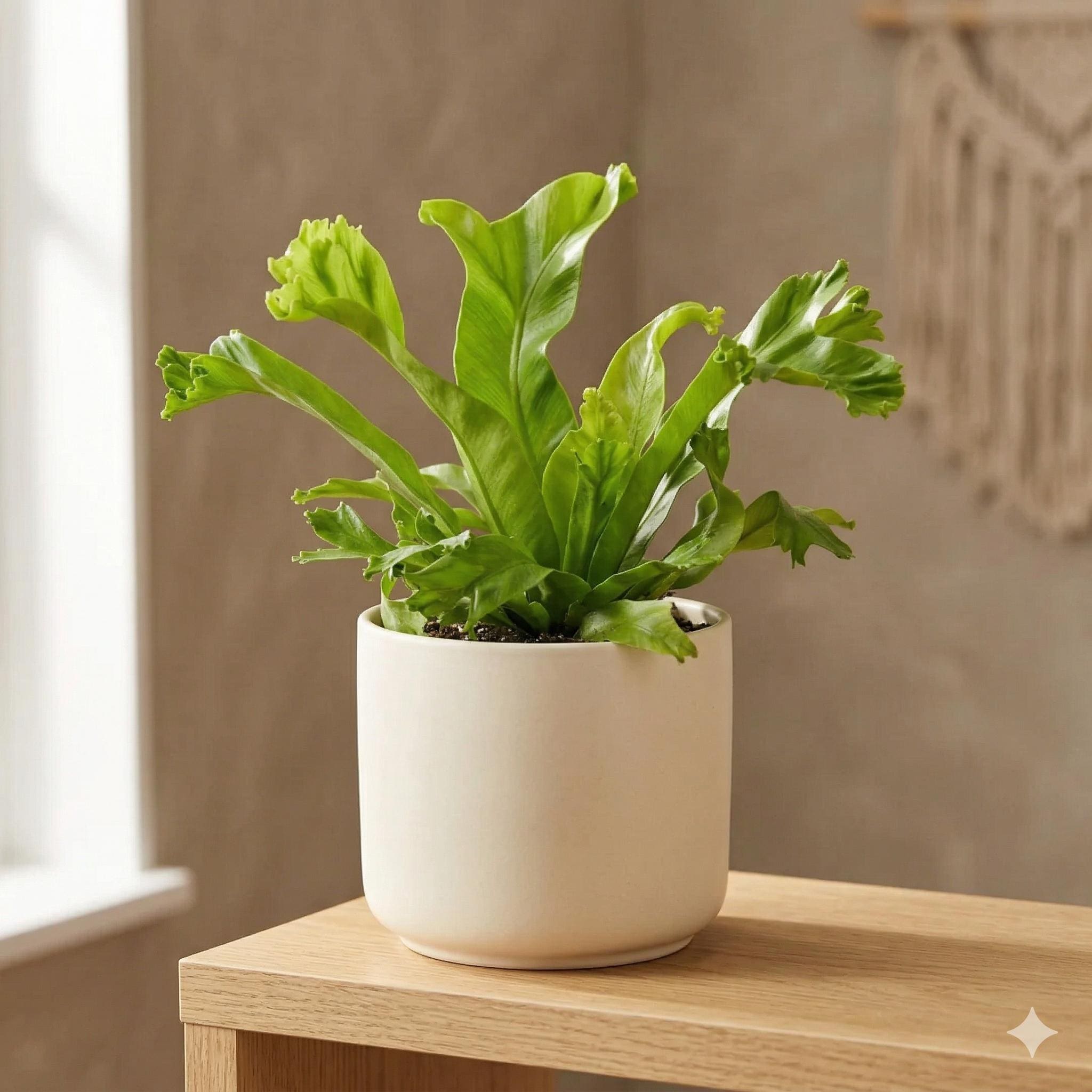 Bird's Nest 'Leslie' Fern