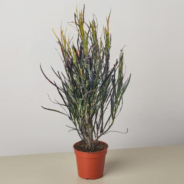 Croton 'Picasso'