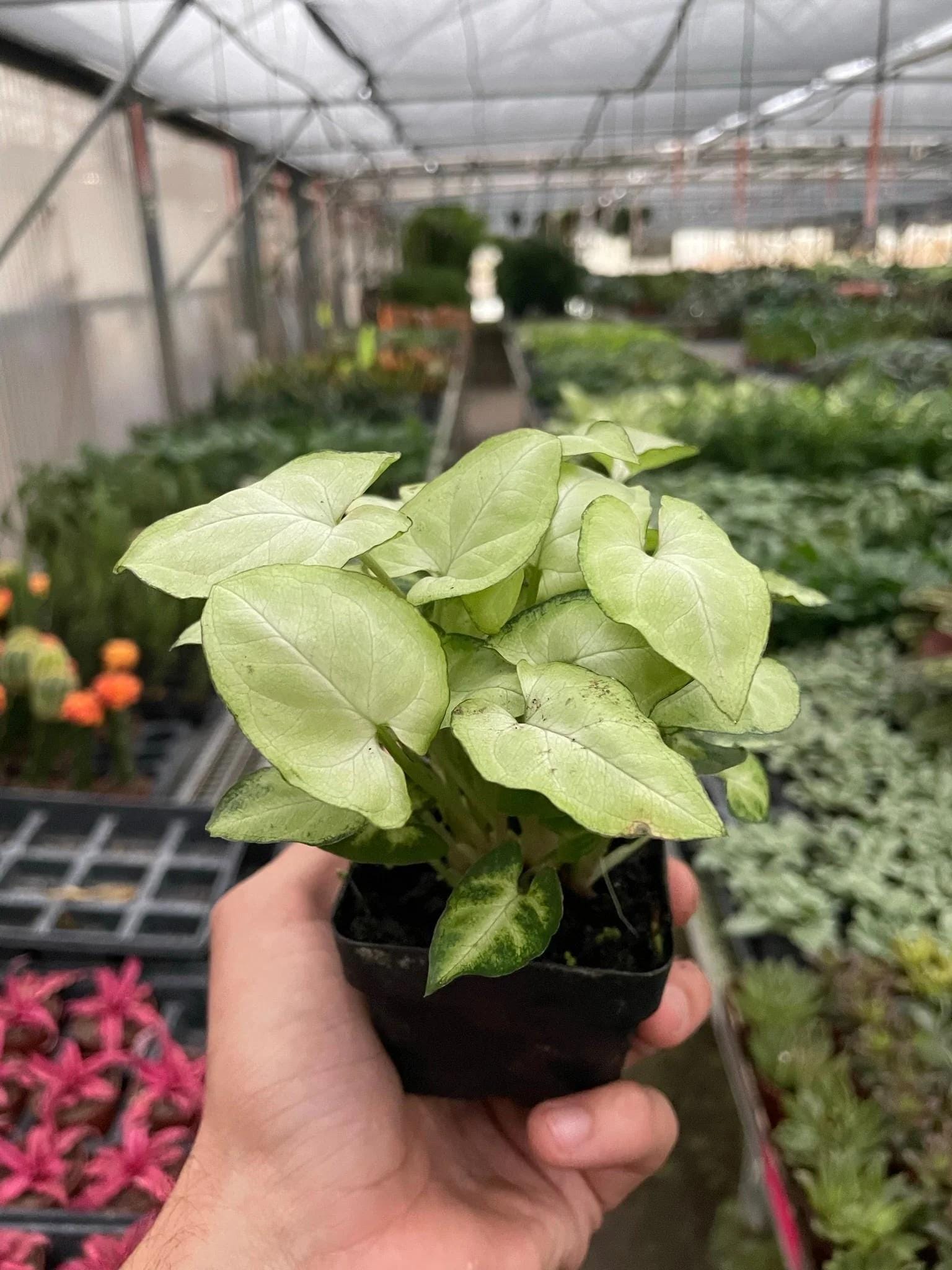 Syngonium 'Moonshine' 4" Plant 3" Pot Austin Jungle Co.