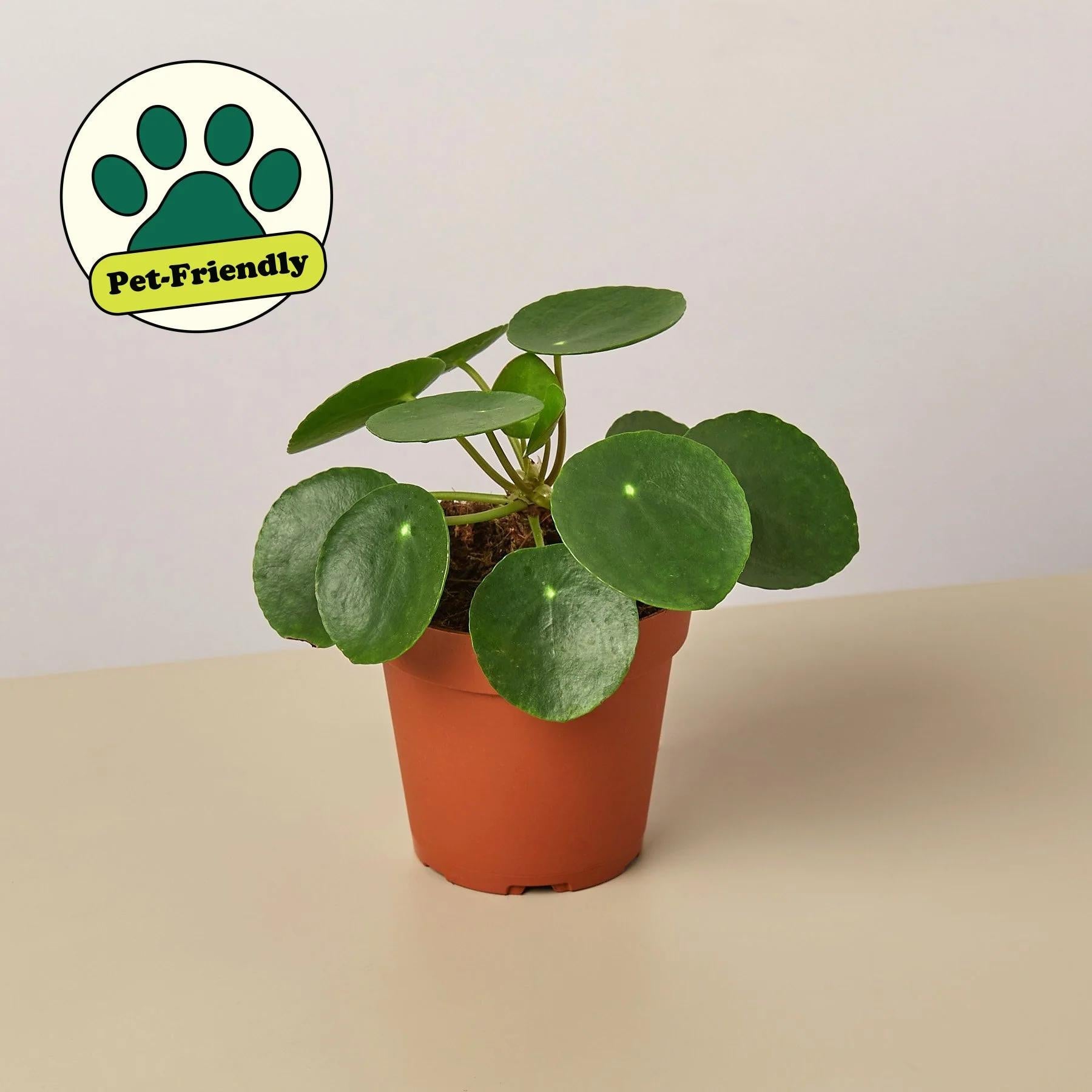 Pilea Peperomioides 'Chinese Money' Indoor Plants 4" Pot / Nursery Pot Austin Jungle Co.