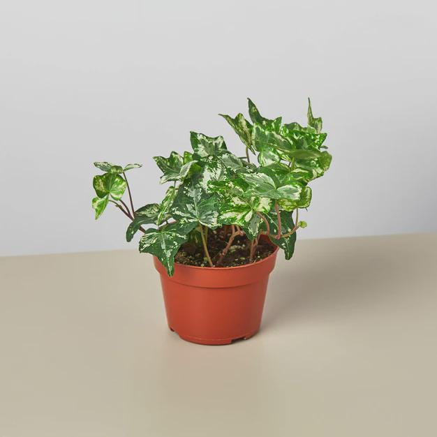 English Ivy 'Kolibre' Default 4" Pot Austin Jungle Co.